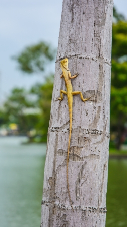 yellow baby dragon dt tree on natural viewの写真素材