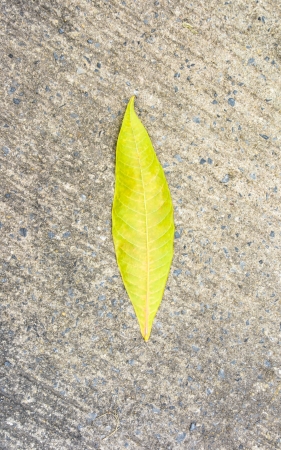 single abstract green leaf tone on old grey tone concrete floor coverの写真素材