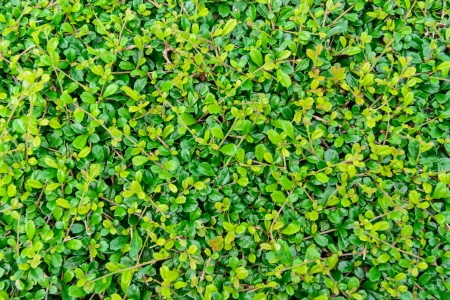 many little green and yellow tone leaf pattern detail wallpaperの写真素材