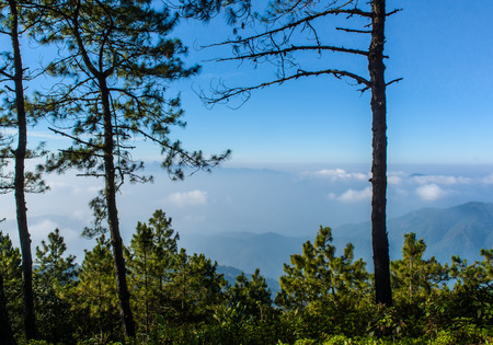 trees and landscape cloudy blue sky on winter season at mountain thailandの写真素材