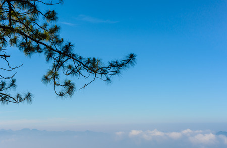 close up tree nature with cloudy sky on high mountain in thailndの写真素材