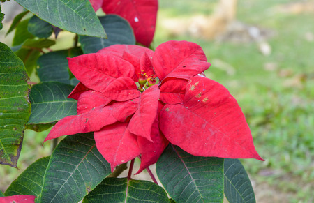 close up bloom red color poinsettia flower on natural の写真素材