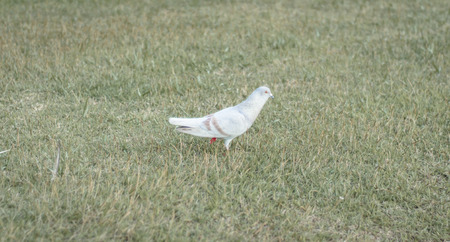 single old grey pigeon bird at outdoor summer on dry grass field naturalの写真素材