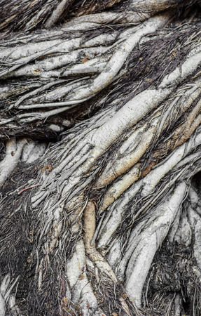 old grunge large tree roots in natural forestの写真素材