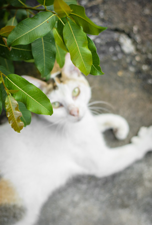 close up small tree natural with thai cat on floor backgroundの写真素材