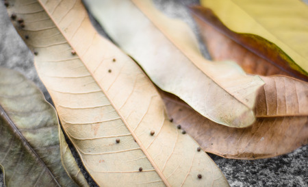 lot of old leaves pattern detail background