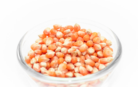 corn seeds in glass dishware on white for background pattern