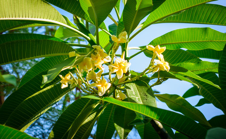Frangipani white flowers on natural tree at outdoor sunriseの写真素材