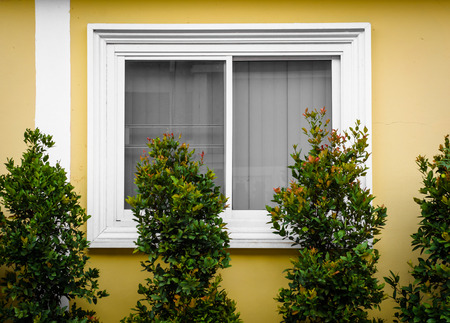 plant Gardenia tree on home window and wall background pattern