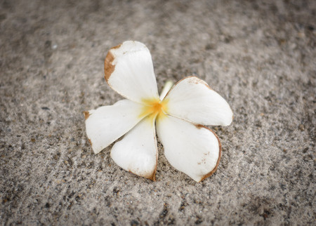 old Frangipani white flowers on a cement floor backgroundの写真素材