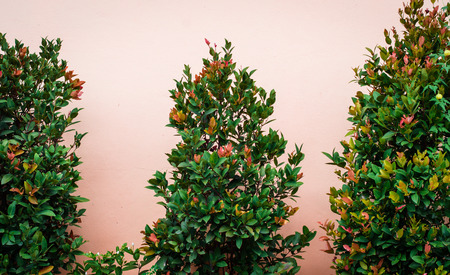 plant Gardenia tree on pink tone concrete wall background pattern