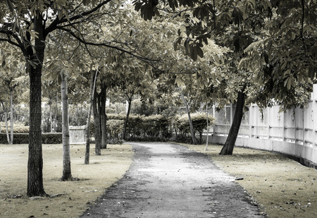 street footpath and  lot of high tree with retro filter on small public natural parkの写真素材
