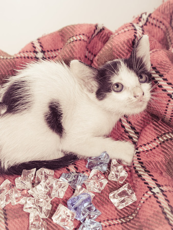 animal little kitten (thai cats) on textile pattern with retro filterの写真素材