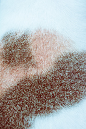 close up texture background of cat fur
