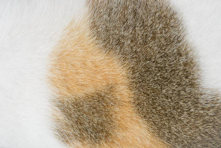 close up texture background of cat fur