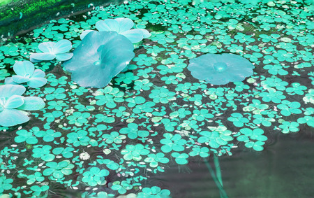 Duckweed natural background on water with retro filter