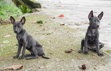 two thai dog resting on grunge concrete floorの写真素材