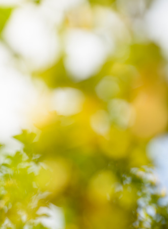 Natural outdoors bokeh pattern for backgroundの写真素材