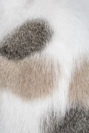 white animal skin cat for paattern backgroundの写真素材