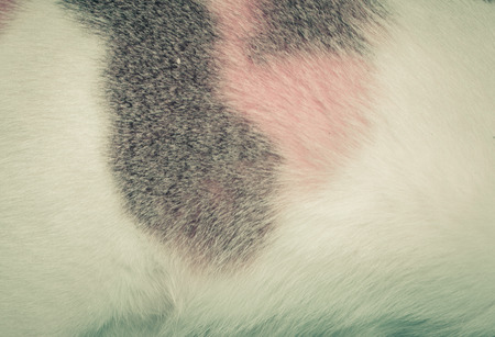 white animal skin cat for paattern background with retro filterの写真素材