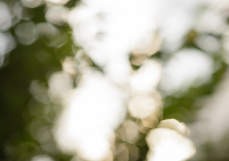 Natural light bokeh outdoor for pattern backgroundの写真素材