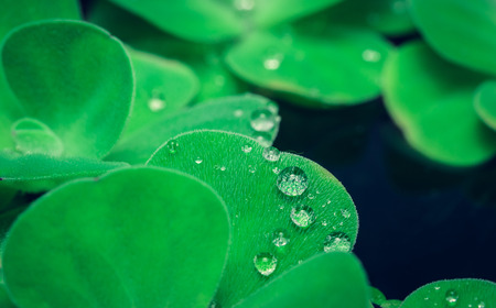 close up Duckweed natural and water drop with retro filterの写真素材