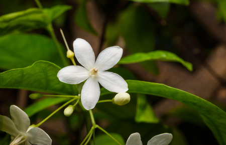 close up white flower(Wrightia religiosa) on naturalの写真素材