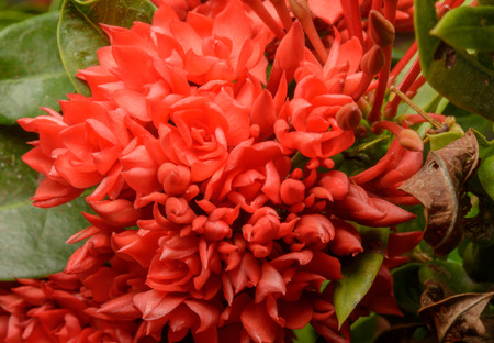 close up red ixora flower plant on naturalの写真素材
