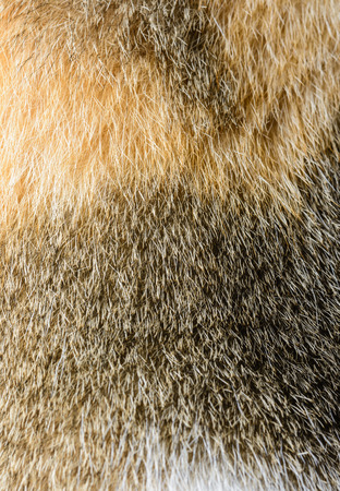 close up fur of cat wool skin pattern marcoの写真素材