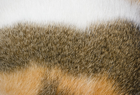 close up fur of cat wool pattern marco