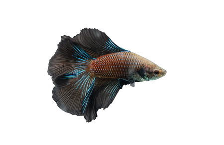 close up animal siamese fighting fish ,Betta fishの写真素材