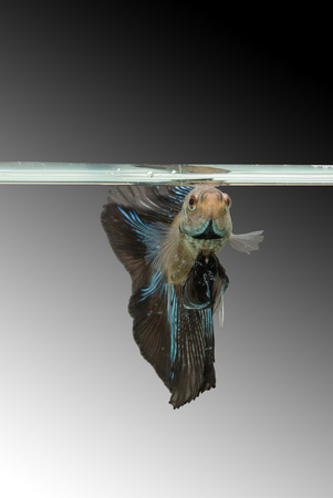 close up animal siamese fighting fish ,Betta fishの写真素材