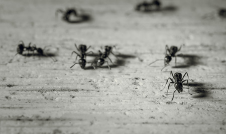 macro lot of black ants on wood with retro filterの写真素材
