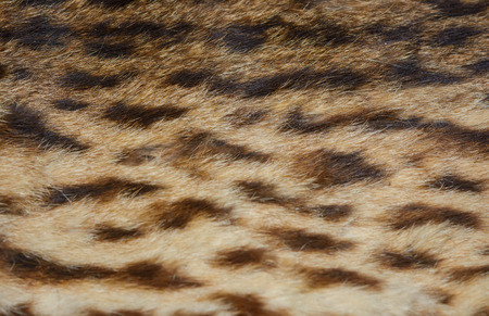 close up tiger skin texture pattern detailの写真素材