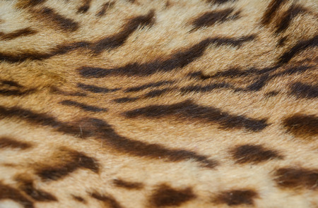 close up tiger skin texture pattern detailの写真素材