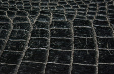 close up crocodile skin Leather pattern textureの写真素材