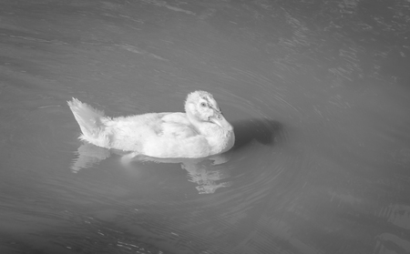little duck swimming in nature river with retro filterの写真素材