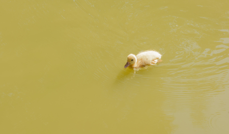 little yellow duck swimming in nature riverの写真素材