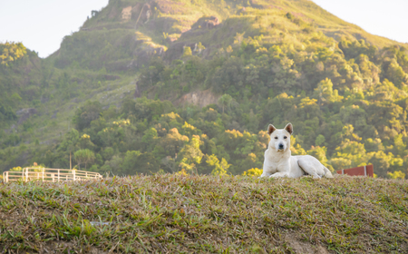 Young thai dog in nature mountain outdoors.の写真素材