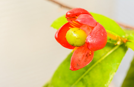close up flower red Ochna Integerrima (asian plant)の写真素材