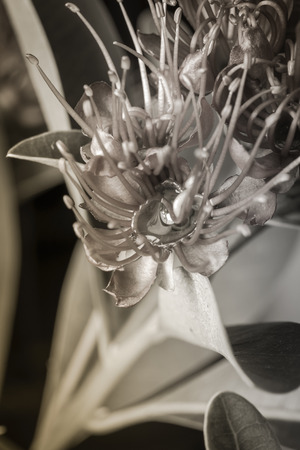 close up of Penda flower marco (Xanthostemon flower) with retro filterの写真素材