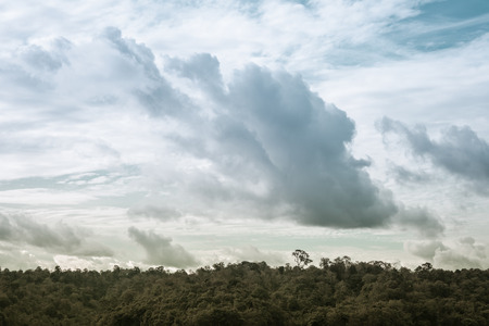 forest natural and cloud sky with retro filterの写真素材