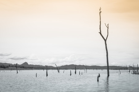 river water natural on dam and old tree with retro filterの写真素材