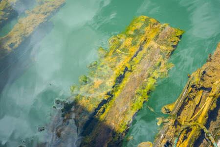 old Wood branch grunge on natural waterの写真素材