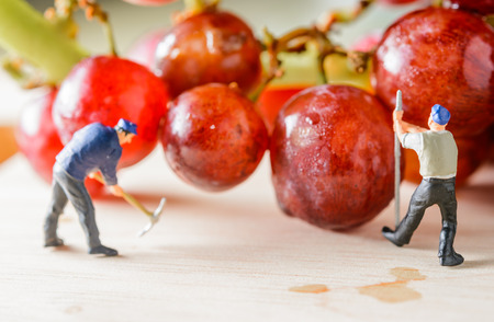 close up working Miniature people picking and harvest red grapes fruit.の写真素材