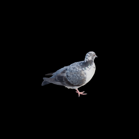 pigeon bird animal isolate on black backgroundの写真素材