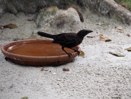 Grackle perching on a bowl of water in the sandの写真素材