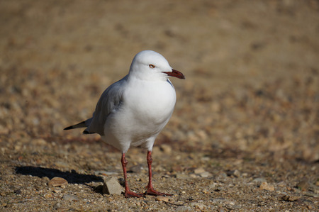 Lone seagull on sand at beachの写真素材
