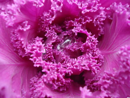 red cabbageの写真素材