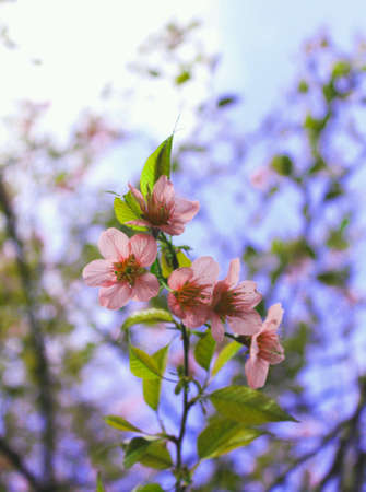 Wild himalayan cherry blossom flower on blur background.の素材